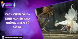 Cách Chọn Gà Đá Kinh Nghiệm Cho Những Chiến Kê Bất Bại 2 Cách Chọn Gà Đá Kinh Nghiệm Cho Những Chiến Kê Bất Bại