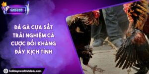 Đá Gà Cựa Sắt Trải Nghiệm Cá Cược Đối Kháng Đầy Kịch Tính 1 Đá Gà Cựa Sắt Trải Nghiệm Cá Cược Đối Kháng Đầy Kịch Tính