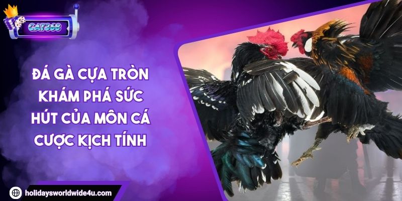 Đá Gà Cựa Tròn Khám Phá Sức Hút Của Môn Cá Cược Kịch Tính